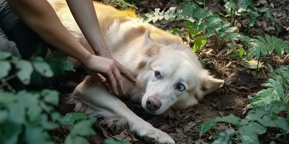 This Dog's Unbreakable Spirit Will Leave You Speechless