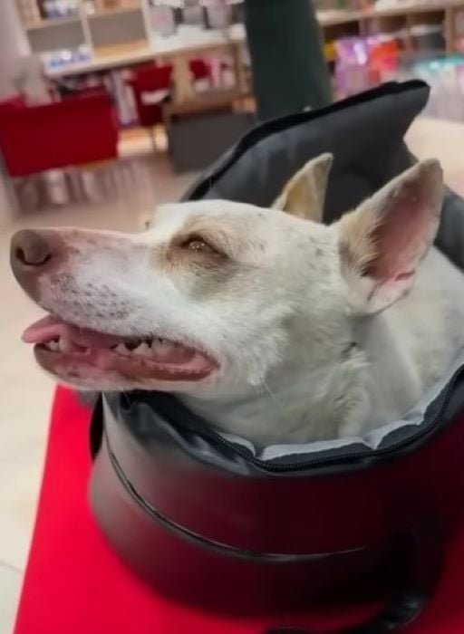 This Factory Pup's Secret Will Leave You in Tears and Awe-1