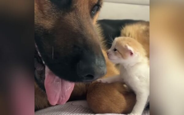 This German Shepherd's Hilarious Reaction to a Kitten's First Meow Will Melt Your Heart-1