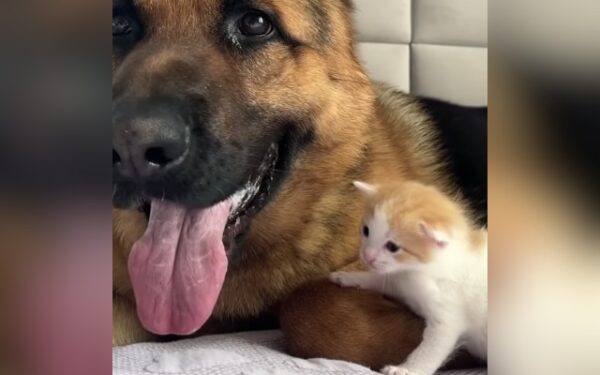 This German Shepherd's Hilarious Reaction to a Kitten's First Meow Will Melt Your Heart-1