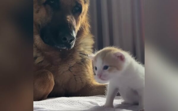 This German Shepherd's Hilarious Reaction to a Kitten's First Meow Will Melt Your Heart-1