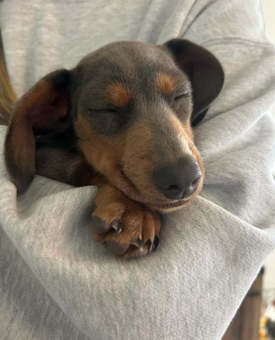 This Sleepy Dachshund's Struggle Will Melt Your Heart-1