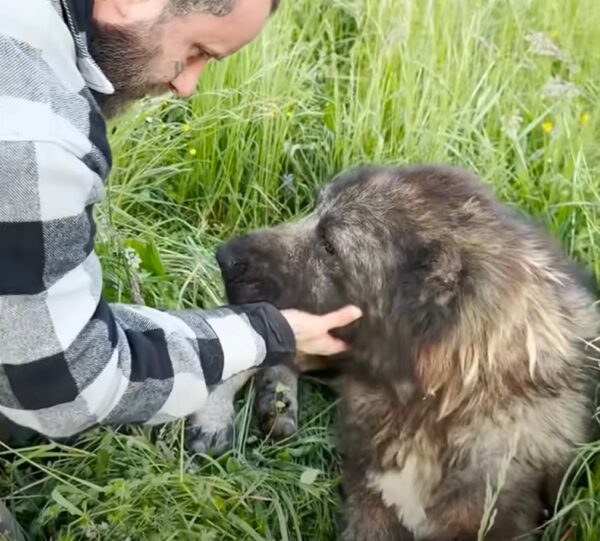 This 'Terrifying' Pup's Journey Will Melt Your Heart-1