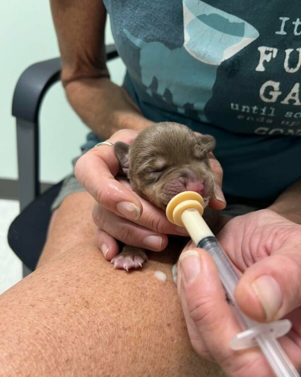 Tiny Lives Saved: The Unbelievable Journey of Puppies Tossed Away-1