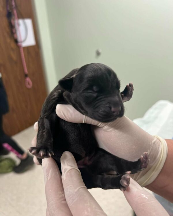 Tiny Lives Saved: The Unbelievable Journey of Puppies Tossed Away-1