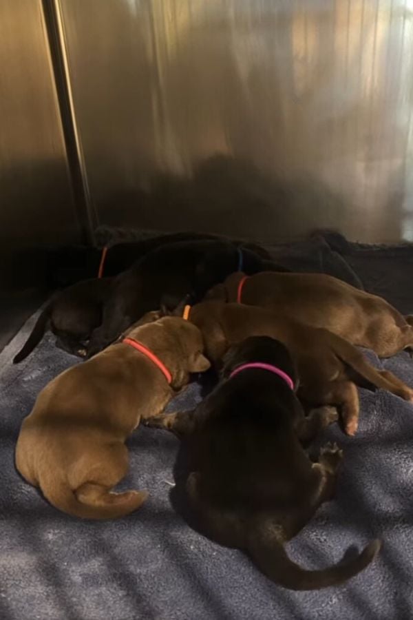 Tiny Lives Saved: The Unbelievable Journey of Puppies Tossed Away-1