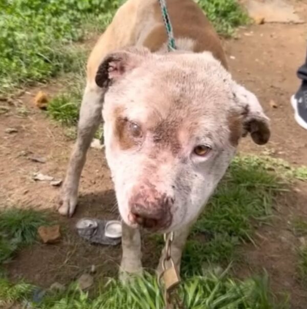 Two Rescued Pitbulls Discover Love for the First Time—Their Reaction Will Melt Your Heart-1