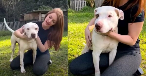 Two Rescued Pitbulls Discover Love for the First Time—Their Reaction Will Melt Your Heart-1