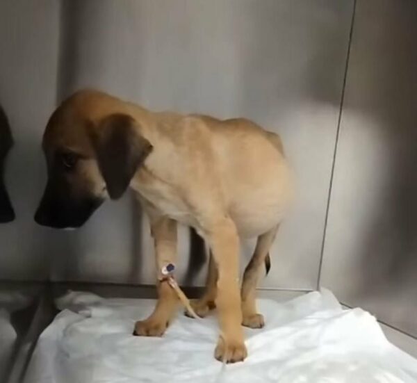 Unbelievable Discovery: Abandoned Puppy Found with Astonishing Condition Deep in the Forest-1