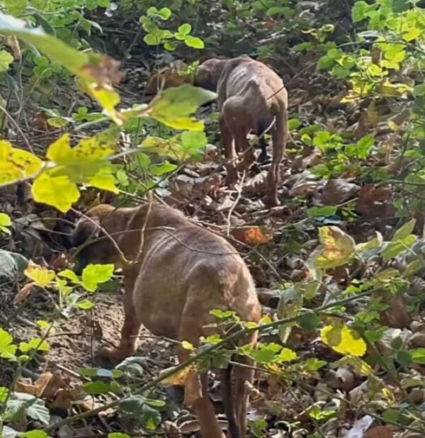 Unbelievable Discovery: Abandoned Puppy Found with Astonishing Condition Deep in the Forest-1