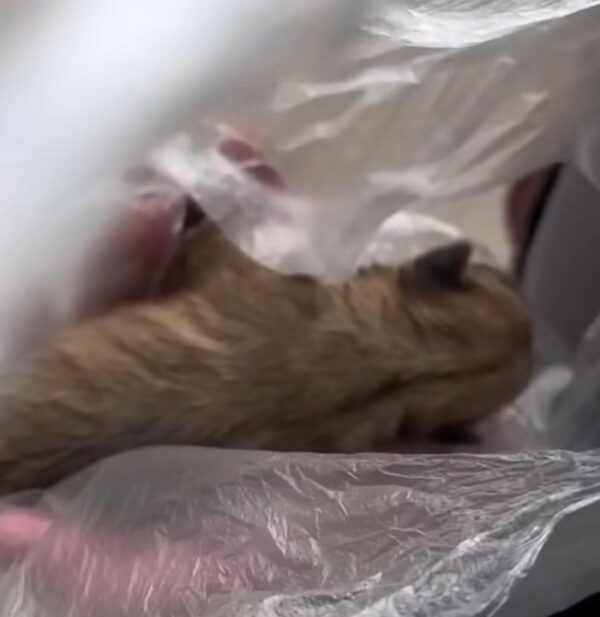 Unbelievable Discovery: What This Woman Found in a Plastic Bag Will Melt Your Heart-1