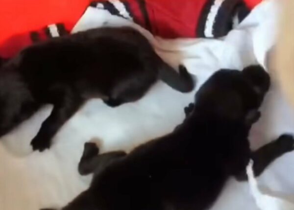 Unbelievable Discovery: Woman Stumbles Upon Abandoned Puppies Fighting for Survival-1