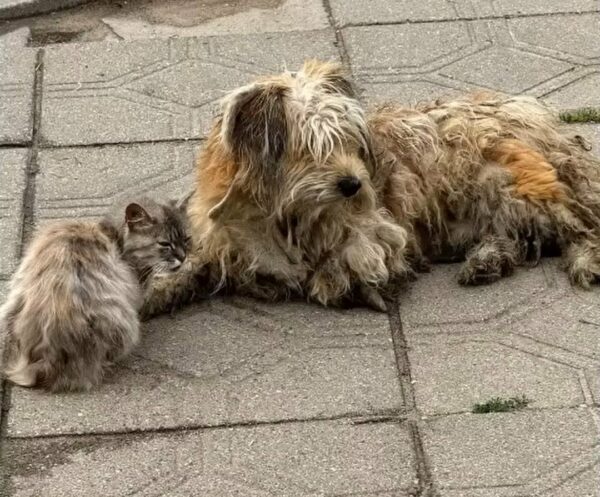 Unbreakable Bond: Discover the Heartfelt Journey of a Street Dog and Cat Duo-1