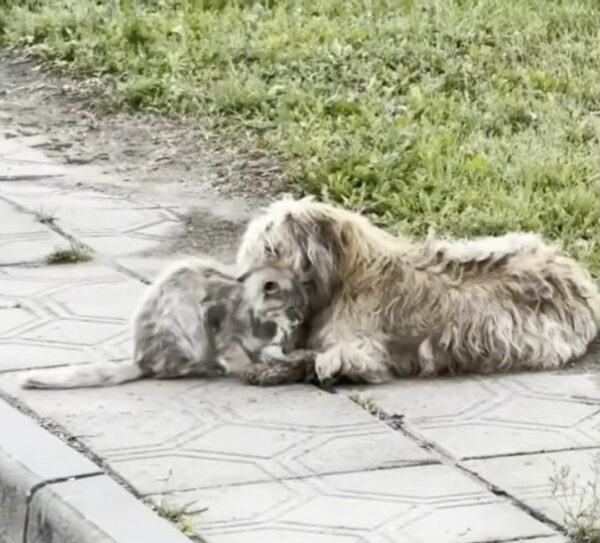 Unbreakable Bond: Discover the Heartfelt Journey of a Street Dog and Cat Duo-1