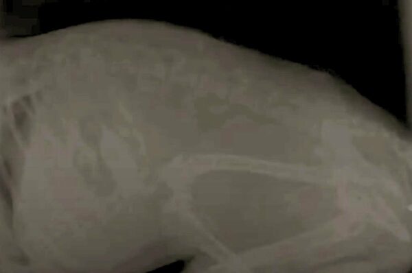 Unseen Horrors: What X-Ray Reveals About Stray Animals-1