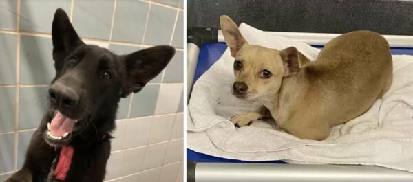 What the Shelter Staff Found Underneath the Tarp Will Leave You Speechless-1