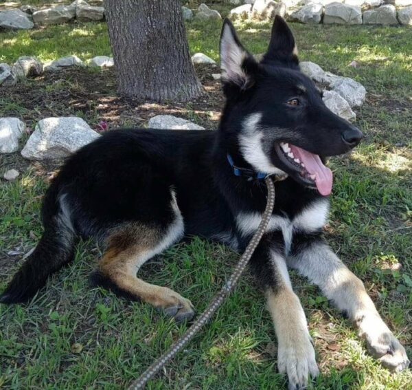 What the Shelter Staff Found Underneath the Tarp Will Leave You Speechless-1