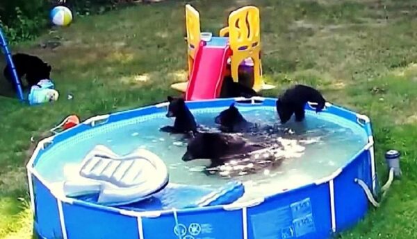 When Unexpected Guests Crash Your Pool Party-1