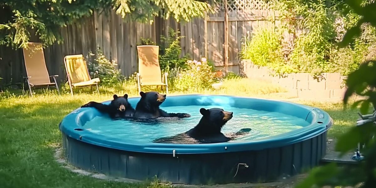 When Unexpected Guests Crash Your Pool Party