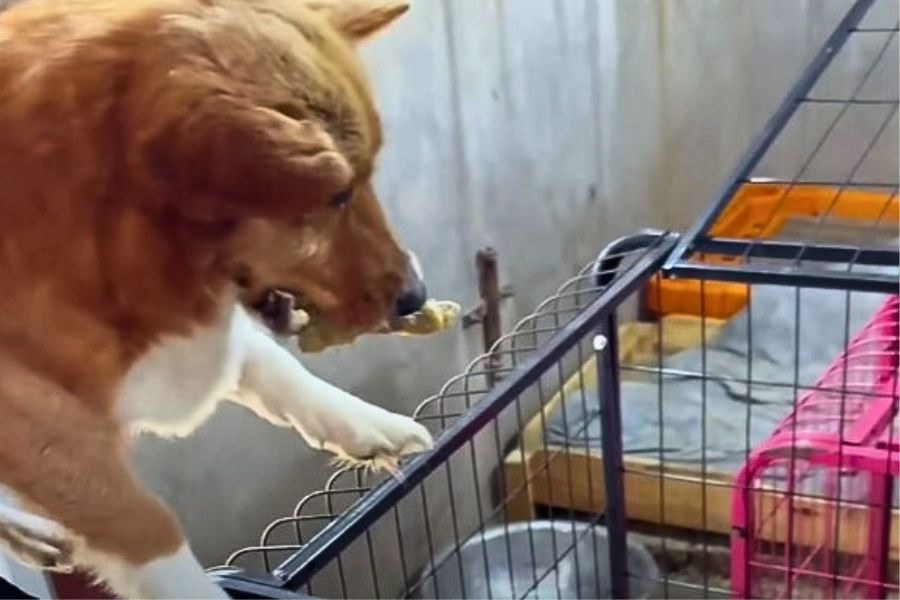 Witness the Unbreakable Bond of a Desperate Mother Dog's Plea