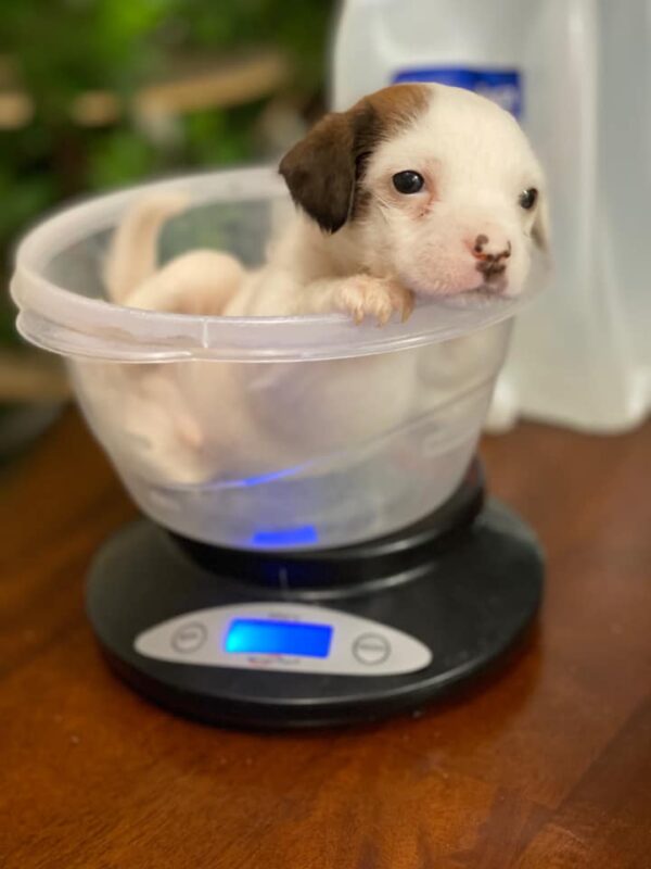 A Heartbreaking Discovery: Tiny Puppy Left to Fend for Itself Sparks an Unbelievable Journey-1