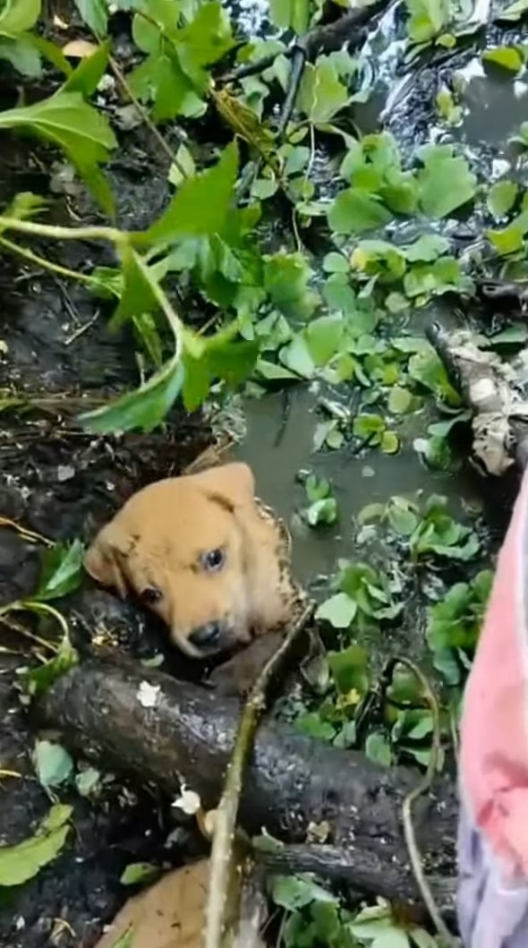 A Shocking Discovery at the Lake: Uncovering a Heartbreaking Story of Abandoned Puppies-1