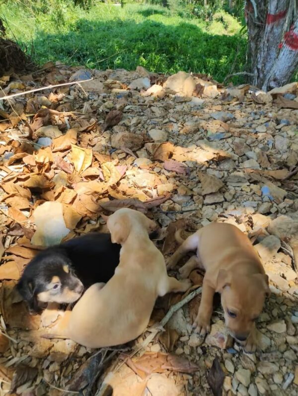 A Shocking Discovery at the Lake: Uncovering a Heartbreaking Story of Abandoned Puppies-1