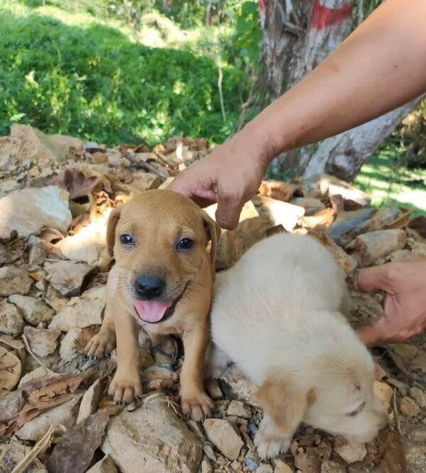 A Shocking Discovery at the Lake: Uncovering a Heartbreaking Story of Abandoned Puppies-1