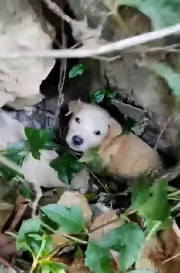 A Shocking Discovery at the Lake: Uncovering a Heartbreaking Story of Abandoned Puppies-1