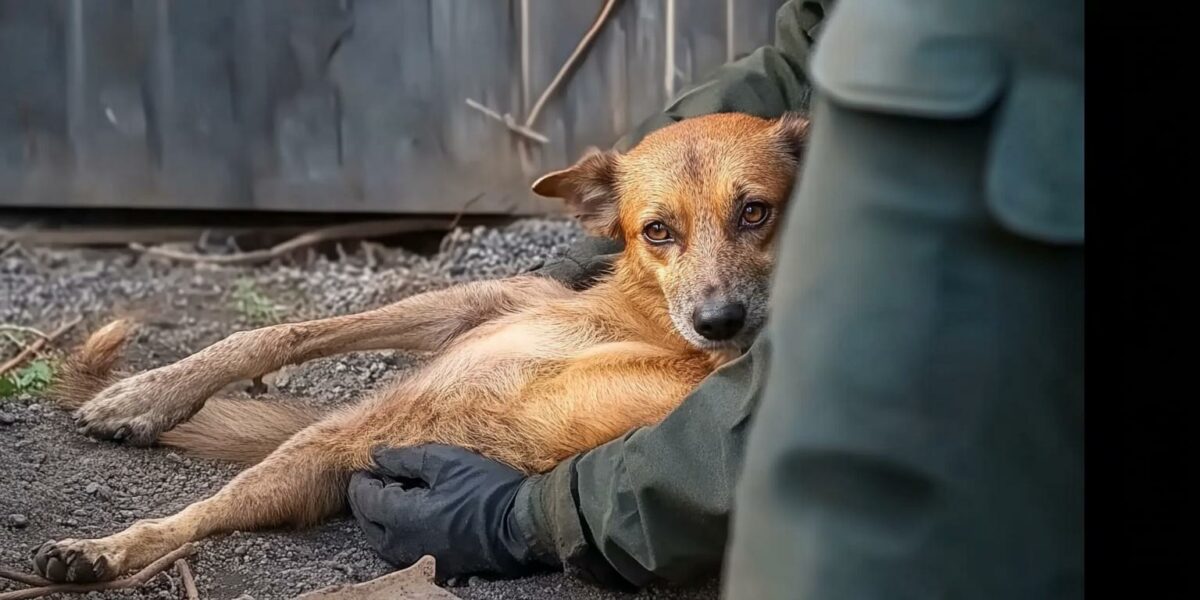 Abandoned and Pregnant: The Unbelievable Backyard Rescue That Will Melt Your Heart