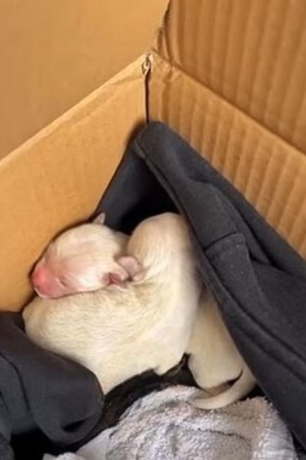 Abandoned Puppies' Cries Lead to Heartwarming Rescue You Won't Believe-1