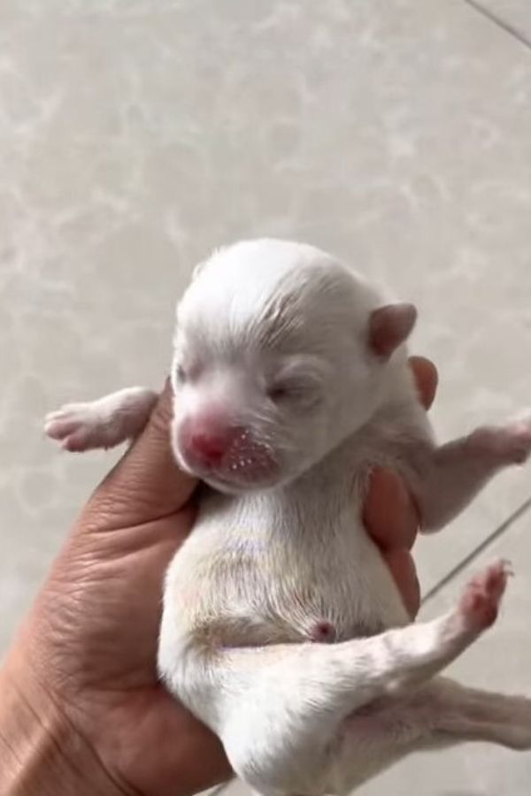 Abandoned Puppies' Cries Lead to Heartwarming Rescue You Won't Believe-1