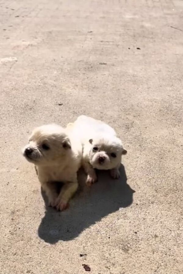 Abandoned Puppies' Cries Lead to Heartwarming Rescue You Won't Believe-1