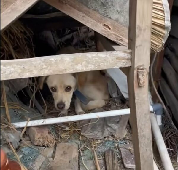 From Abandoned to Adored: The Journey of a Dog Who Never Stopped Believing-1