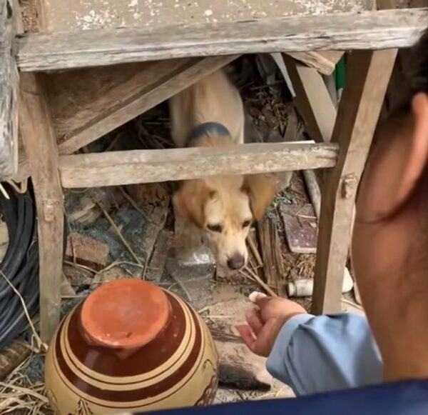 From Abandoned to Adored: The Journey of a Dog Who Never Stopped Believing-1