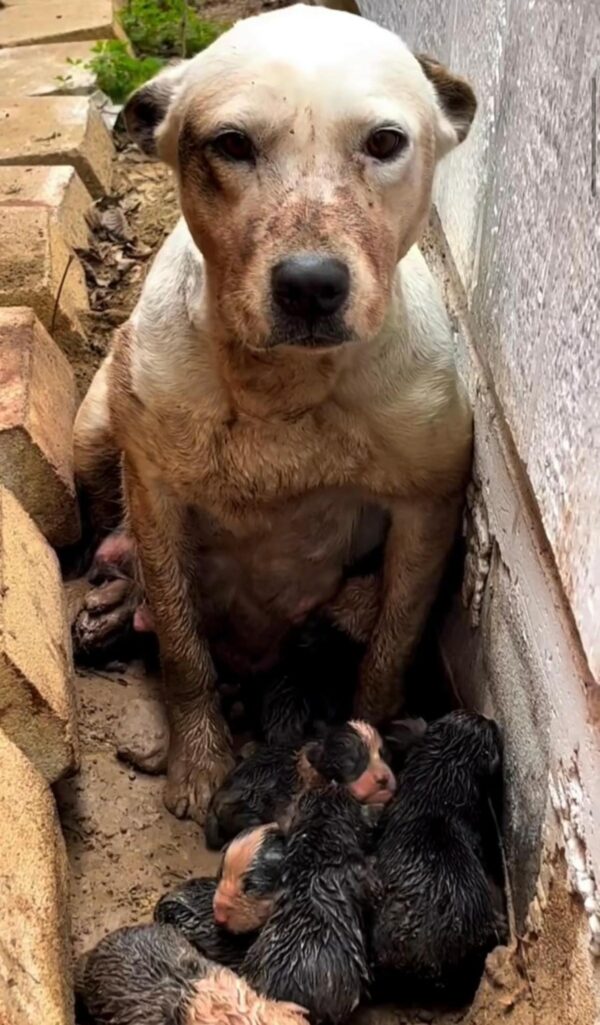 Rescued From the Mud: The Heart-Tugging Tale of a Mother's Unyielding Love-1