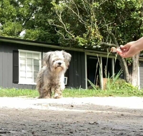 Rescuer's Heart Stops at the Sight of Neglected Puppy-1