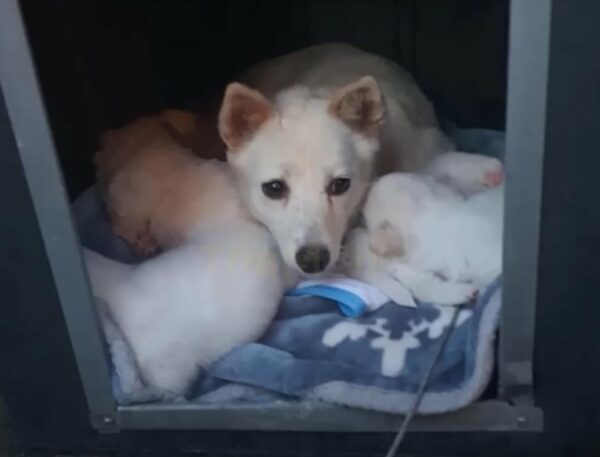 The Emotional Journey of a Forgotten Mama Dog and Her Pups-1