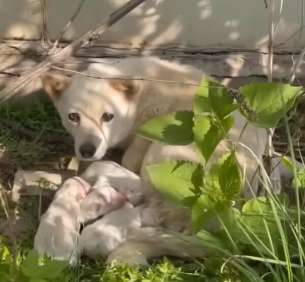 The Emotional Journey of a Forgotten Mama Dog and Her Pups-1