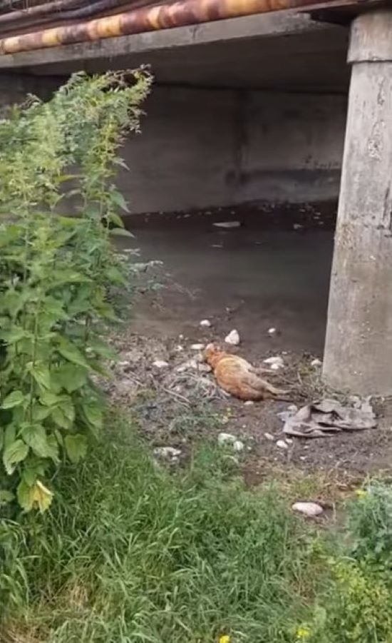 The Unbelievable Rescue Under the Bridge: A Tale of Survival and Hope-1