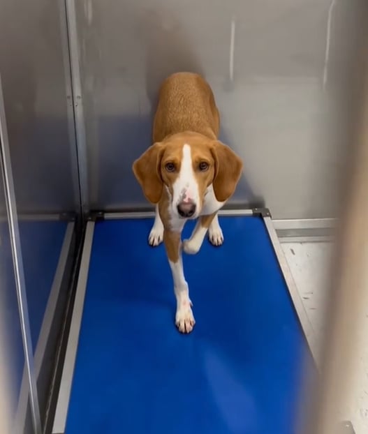 This Dog's Heartbreaking Journey: Will She Ever Find Her Forever Home?-1