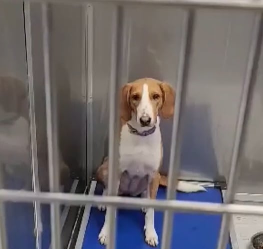 This Dog's Heartbreaking Journey: Will She Ever Find Her Forever Home?-1