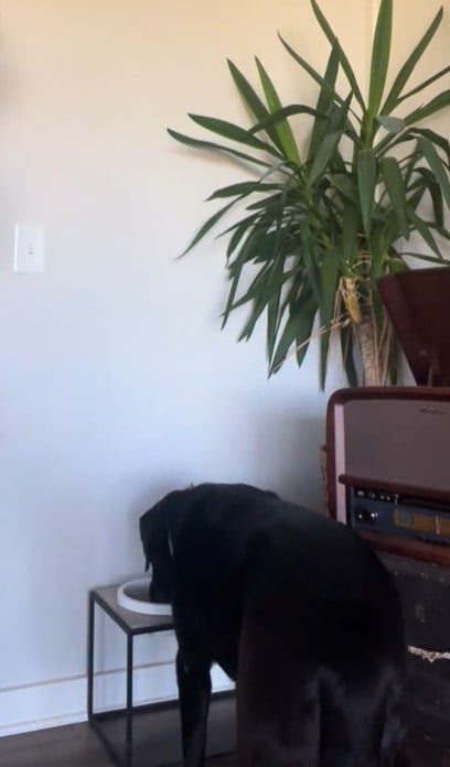 This Dog's Pre-Meal Ritual Will Melt Your Heart and Make You Smile-1