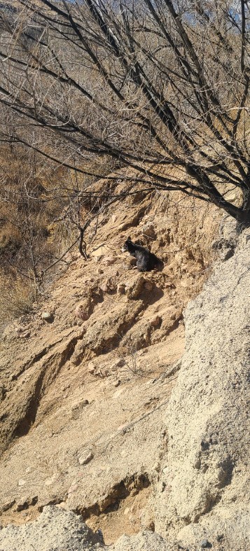 Unbelievable Discovery: What This Elderly Man Spotted on the Cliff Will Amaze You!-1