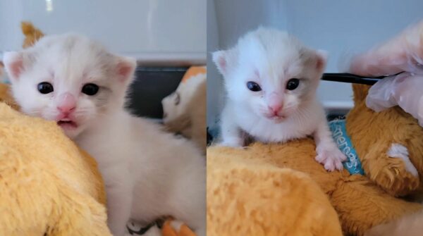 Two Tiny Lives Transformed: The Heartfelt Tale of Kittens and Their Unexpected Rescuer-1