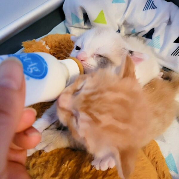 Two Tiny Lives Transformed: The Heartfelt Tale of Kittens and Their Unexpected Rescuer-1