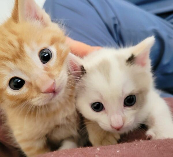 Two Tiny Lives Transformed: The Heartfelt Tale of Kittens and Their Unexpected Rescuer-1