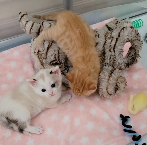 Two Tiny Lives Transformed: The Heartfelt Tale of Kittens and Their Unexpected Rescuer-1